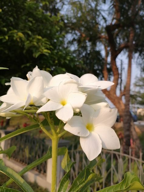 Plumeria Alba, Haha Photos, Funny Faces, Short Hair, Planting Flowers, Short Hair Styles, Hair Styles, Funny, Plants