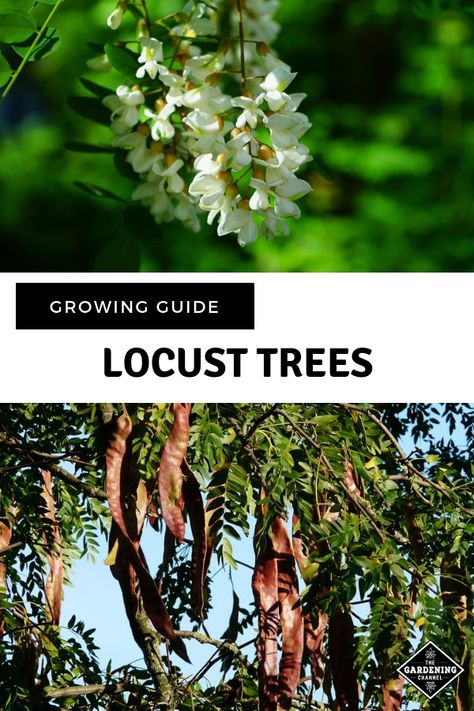 Plant locust trees as landscaping trees. Follow these growing tips for honey locust and black locust trees. #gardeningchannel #gardening #growingtrees #landscaping Locust Swarm, Locus Coeruleus, Shade Master Honey Locust Tree, Black Locust Tree, Hot Garden, Bug Identification, Honey Locust Tree, Purple Robe Locust Tree, Locust Tree