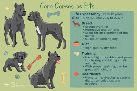 Funny Cane Corso, Cane Corso Facts, Cane Corso Training Tips, Cane Corso Diet, Cane Corso Puppy Training, Cane Corso Training, Cane Corso Service Dog, Cane Corso Dog Puppies, King Corso Dog