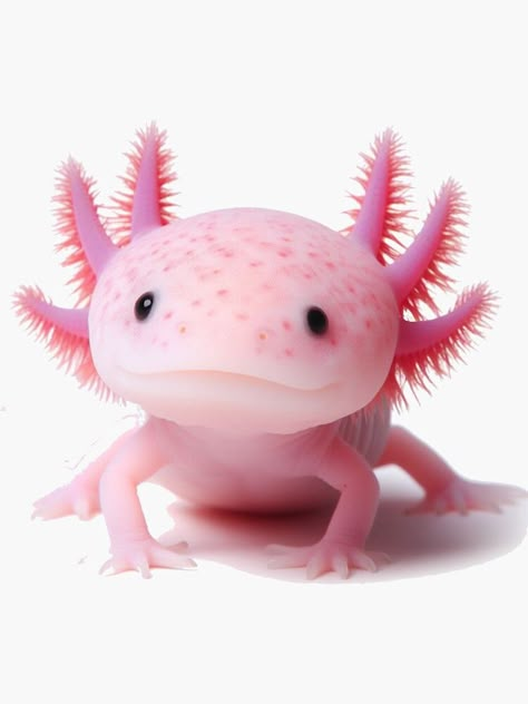 Cute Axolotl Pictures, Axolotl Photo, Axolotl Human, Golden Axolotl, Axolotl Painting, Axolotl Aesthetic, Axolotl Pictures, Zoo Marketing, Axolotl Drawing