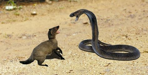 King Cobra vs Mongoose Mongoose Vs Snake, Mongoose Animal, Wild Animals List, Wild Animals Attack, Giant Squirrel, Animal Attack, Beautiful Snakes, Animals Amazing, King Cobra