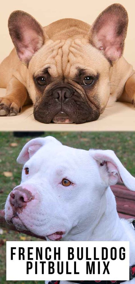 French bulldog pitbull mix - Is this the right mix for you? #frenchbulldogpitbullmix #frenchbulldog #pitbull #mixbreeddogs French Pitbull, Mix Breed Dogs, Bulldog Pitbull, Pitbull Dog Breed, French Bulldog Mix, White Bulldog, Staffy Dog, Smartest Dogs, Black French Bulldogs