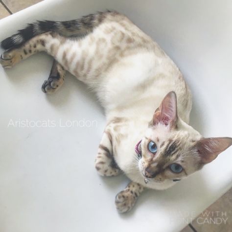 Snow Bengal Kitten, Snow Lynx Bengal Cat, Snow Lynx Bengal, Snow Bengal Cat, Supernatural Au, Snow Bengal, Cat References, Bengal Kittens, Asian Leopard Cat