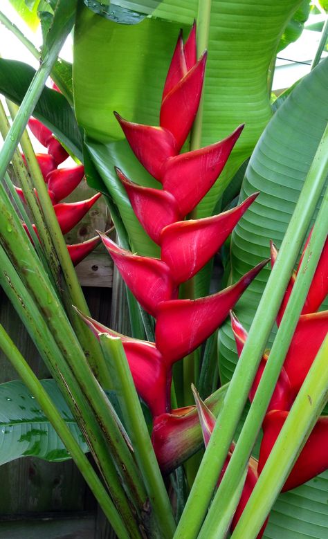 Heliconia Plant, Food Photography Fruit, Favourite Flowers, Tropical Gardens, Diy Plumbing, Beautiful Flowers Pictures, Aquatic Plants, Tropical Garden, Flower Pictures