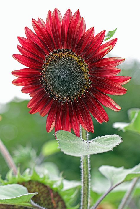 Red Sunflower Sunflowers And Daisies, Red Sunflowers, Sunflower Pictures, Flowers Art, Beautiful Blooms, Dream Garden, Love Flowers, Amazing Flowers, Garden And Yard