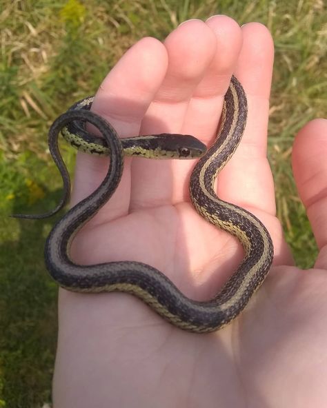 'Morning little fella! Garden snake came for a visit 💚🐍 #snake #gardensnake #grasssnake #garden #nature #cool #animal... Therian Types, Garden Snake, Scary Snakes, Spiders And Snakes, Garden Snakes, Snake Photos, Cottagecore Garden, Garter Snake, Photo Drawing