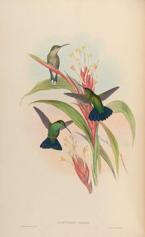 Humming Bird Aesthetic, Plate Drawing, John Gould, Bird Illustrations, Bird Artists, Poster Project, Bird Paintings, Hummingbird Art, Bird Book