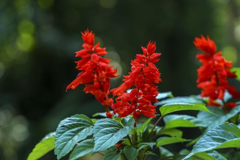 How to Grow Annual Red Salvia – Salvia splendens Salvia Splendens, Red Salvia, Leafhopper, Plant Diseases, Annual Flowers, How To Attract Hummingbirds, Beneficial Insects, Growing Seeds, Edible Plants