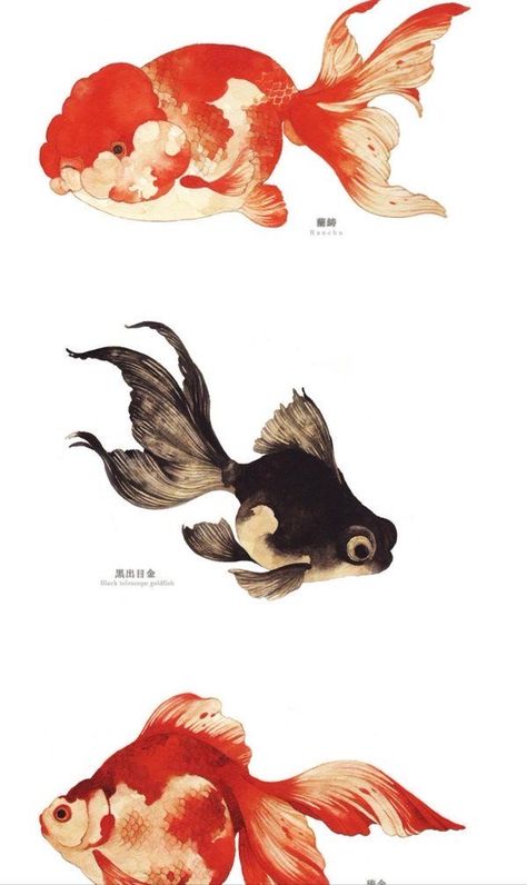 Watercolor Fish Art, Goldfish Reference, Goldfish Art Illustrations, Drawing Goldfish, Goldfish Illustration, Goldfish Drawing, Goldfish Watercolor, Goldfish Painting, Fish Reference