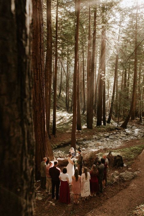 Forest Wedding Ceremony, Diy Wedding Ideas, Intimate Wedding Ceremony, Small Intimate Wedding, Wedding Photos Poses, Woodland Wedding, Forest Wedding, Elopement Inspiration, San Francisco Bay