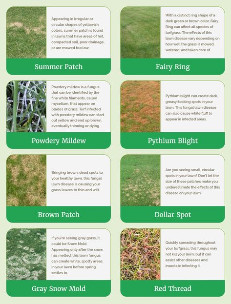 Different Types Of Grass Lawn, Lawn Weeds Identification, Types Of Grass For Lawn, Lawn Grass Types, Plants Journal, Mowing Business, Summer Lawn Care, Different Types Of Grass, Grass Types