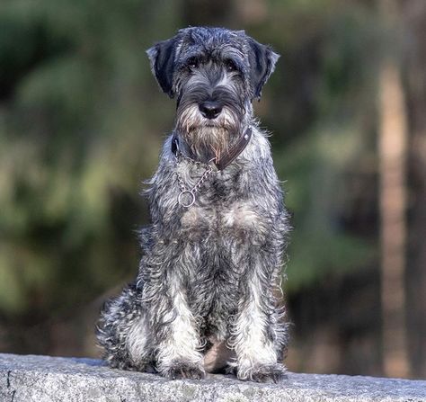 Standard Snauzer, Schnauzer Breed, All Types Of Cats, Standard Schnauzer, All Breeds Of Dogs, Raining Cats And Dogs, Mini Schnauzer, Miniature Schnauzer, Terrier Mix