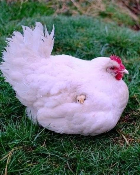 Cat And Chicken Friends, Chicken Aesthetic Animal, Cute Chicken Pictures, Bird Drawing Reference, Cutest Chickens, Silly Animal Drawings, Chickens Aesthetic, Chicken Reference, Funny Chicken Pictures