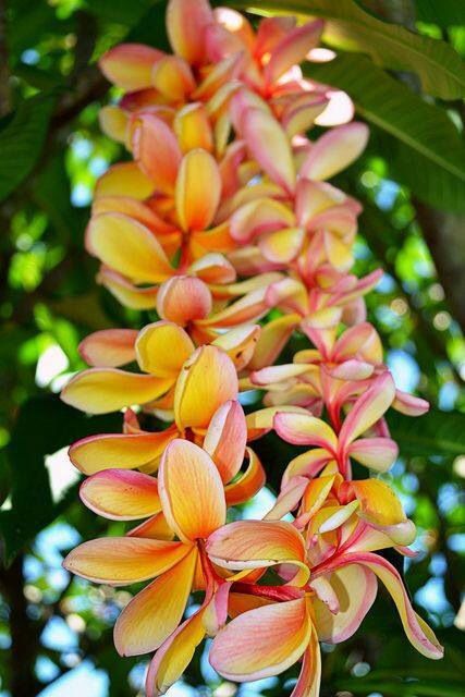 MY STYLE !!! Flores Plumeria, Hawaiian Leis, Hawaiian Plumeria, Hawaiian Lei, Plumeria Flowers, Hawaii Aloha, Aloha Hawaii, Hawaiian Flowers, Hawaiian Islands