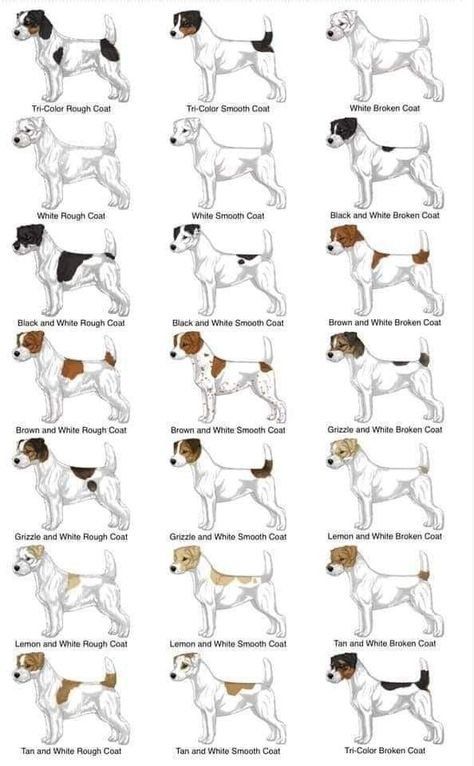 Parson Terrier, Parson Jack Russell, Jack Terrier, Terrier Rescue, Parson Russell Terrier, Jack Russell Dogs, Jack Russells, Jack Russel, Dog Info