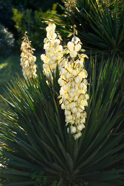 Desert Palm Trees, Yucca Flower, Indie Decor, Yucca Plant, Greenery Arrangements, Desert Plants, I Love Flowers, Types Of Plants, Plants And Flowers