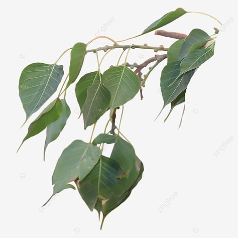 Peepal Leaf, Branch Vector, Leaf Illustration, Arunachal Pradesh, Leaf Border, Willow Branches, Banyan Tree, Leaf Background, Flower Branch