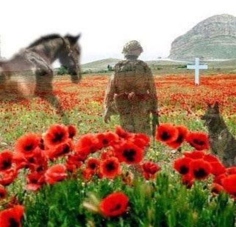 Remembering and honouring the humans and animals in service. Lest we forget.  #remember #poppy #soldier #veteran #horse #horses #service #dog #dogs Remembrance Day Images, Remembrance Day Pictures, Remembrance Day Quotes, Remembrance Day Art, Remembrance Day Poppy, Remembrance Poppy, Flanders Field, Remembrance Sunday, Armistice Day