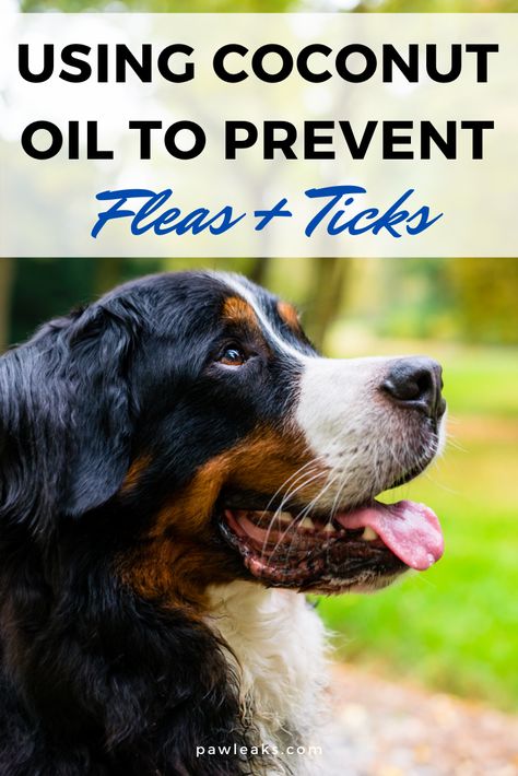 Keeping your dog healthy and happy at all times should be a priority. But when the days get warmer and brighter during spring and summer, ticks and fleas start to lurk around every corner. These bugs carry fatal diseases like Lyme disease or FAD. Animals are hypersensitive to chemical products and they can cause diarrhea, vomiting, irritations or even seizures. So what is the best way to get rid of fleas and ticks in a natural and safe way? #ticks #fleas #coconutoil Natural Flea And Tick Prevention For Dogs, Ticks On Dogs Get Rid Of, Natural Flea And Tick For Dogs, Best Way To Get Rid Of Fleas On Dogs, Diy Dog Shampoo For Fleas And Ticks, Natural Flea Bath For Dogs, Natural Flee Repelent Dogs, Diy Dog Flea And Tick Repellent, Getting Rid Of Fleas On Dogs