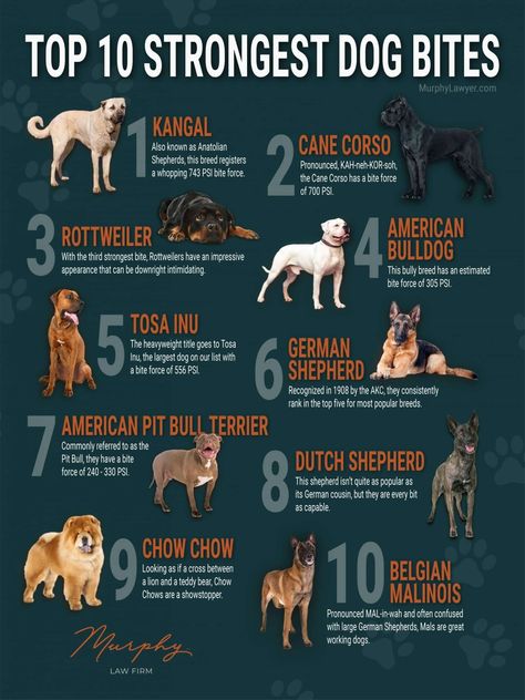 Lgd Dogs, Mix Dog Breeds, Dog Ramp Diy, Lacrosse Training, Dog Infographic, Different Types Of Dogs, Body Wisdom, Belgian Malinois Dog, Bully Breeds Dogs