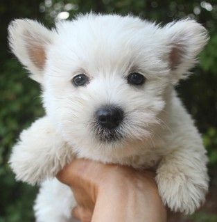 Funny Westies, Westie Puppies For Sale, West Highland Terrier Puppy, Puppies Near Me, Teddy Bear Dog, Westie Puppies, Really Cute Puppies, Fluffy Puppies, Highland Terrier