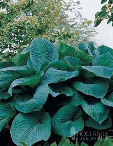 Blue Hosta, Plantain Lily, Garden Flowers Perennials, Hosta Gardens, Hosta Plants, Starter Plants, Garden Borders, Perfect Plants, Fall Plants