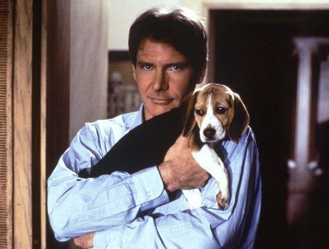 Harrison Ford 70s, Regarding Henry, Types Of German Shepherd, 70s Tv, Mike Nichols, Cute Beagles, Yeah Yeah, Beagle Puppy, Harrison Ford