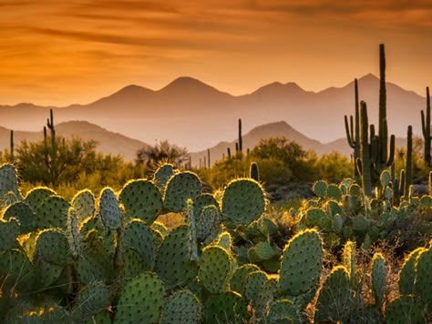 Sonoran desert cacti Southwest Wallpaper, Arizona Aesthetic, Mountain Landscape Photography, Shadow Silhouette, Color Splash Photography, Golden Sunset, Desert Life, Desert Vibes, Desert Garden