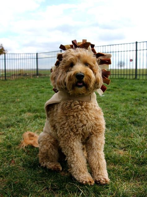 F1B Curly VS Wavy Coats - Brewer's Goldendoodles & Sheepadoodles Wavy Coat Goldendoodle, Curly Goldendoodle, Minature Goldendoodle, Goldendoodle Mini, Medium Goldendoodle, Labradoodle Grooming, Goldendoodle Grooming, F1b Goldendoodle, Doodle Dogs