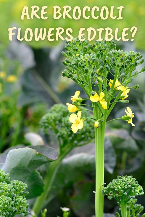 How To Plant Broccoli, Brocolli Companion Plants, When To Plant Broccoli, How To Save Broccoli Seeds, Broccoli Flower, Broccoli Plant, Growing Broccoli, How To Cook Broccoli, Broccoli Florets