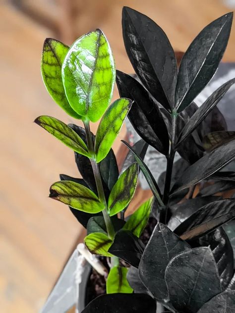 Raven Plant, Goth Plants, Zz Raven, Raven Zz Plant, Plant Leaves Turning Brown, Zz Plant Care, Dark Plants, Zz Plants, Indoor Planting