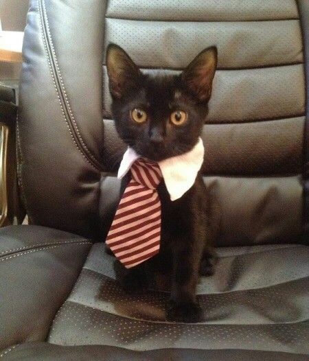 Cuteeees Business Cat, A Black Cat, Payday Loans, Funny Cat Memes, Cat Costumes, Grumpy Cat, Cats Meow, Loans, Crazy Cats