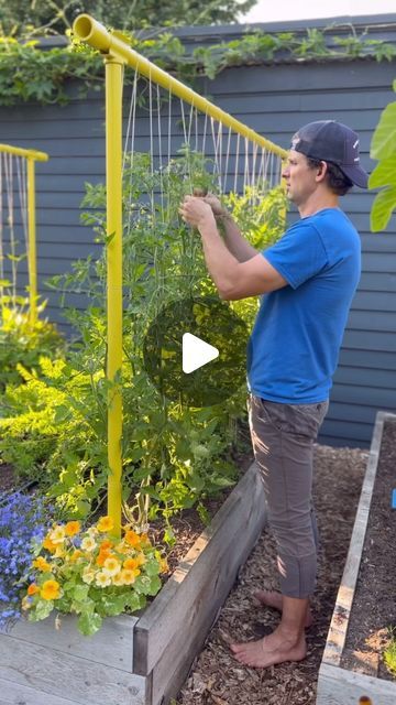 Seattle Urban Farm Co | Garden Creators on Instagram: "Growing tomatoes on vertical strings is super fun. Twisting tomato stems as they grow is one of our favorite summertime garden activities. New growth on the plants is flexible and pliable, so if you get out to the garden once a week, you can easily wrap the new growth around the twine without breaking them. The trellising technique is easy, looks very tidy, and is just fun to do! ♥️🌱🍅 . . . #happygardener #tomatoes #verticalgarden" Vertical Farm, Edible Gardens, Garden Activities, Urban Farm, Tomato Garden, Growing Tomatoes, Tomato Plants, Urban Farming, Edible Garden