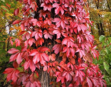 Blackland Prairie, Virginia Creeper Vine, Parthenocissus Quinquefolia, Clay Soil Plants, Prairie Plants, Outdoor Chapel, Fast Growing Vines, Climber Plants, Terraced Garden