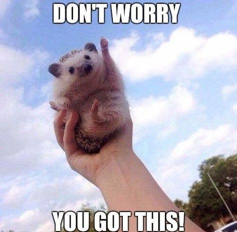 20 Encouragement Memes That Will Surely Lift Your Spirits #encouragement #memes #funnymemes #humor #funny #sayingimages Funny Motivational Memes, Motivational Animals, Study Memes, You Got This Quotes, Positive Memes, Motivational Memes, Funny Motivation, Advanced English, Work Motivation