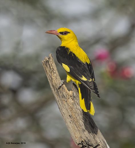 Indian Golden Oriole (Oriolus kundoo, Oriolus oriolus kundoo) Golden Oriole, Oriole Bird, Pretty Birds, Magical Places, Hummingbirds, Bird Watching, Bird Feathers, Beautiful Birds, Feathers