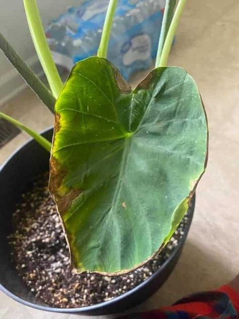 Elephant Ears Plants Indoor, Elephant Ears Garden, Black Elephant Ears, Baby Elephant Ears, Elephant Ear Bulbs, Elephant Eating, Plant Leaves Turning Yellow, Citronella Plant, Strawberry Plant