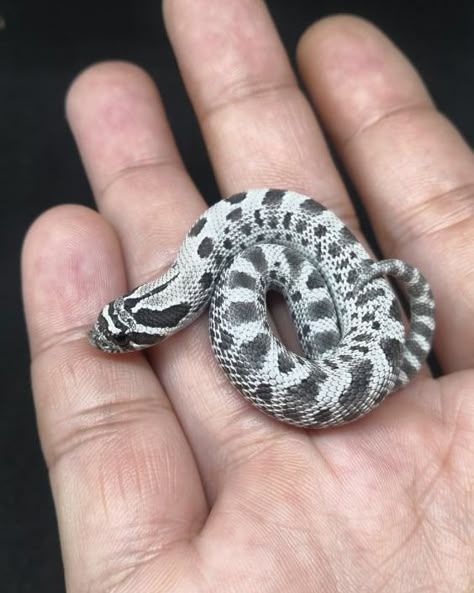 Hognose Snake Tattoo, Snake Hognose, Hognose Snake Enclosure, Hog Nose Snake, Snake Funny, California King Snake, Western Hognose Snake, Snakes Funny, Anaconda Snake