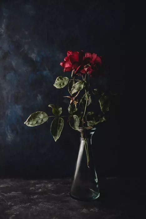 Object Photography, Still Life Flowers, Still Life Photos, Dark Flowers, Floral Photography, Still Life Art, Dark Photography, Photography Projects, Light Painting