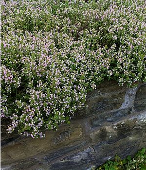 Mother Of Thyme, Perennial Border Plants, Deer Resistant Landscaping, Deer Resistant Flowers, Deer Resistant Perennials, Creeping Phlox, City Flowers, Deer Resistant Plants, Perennial Border