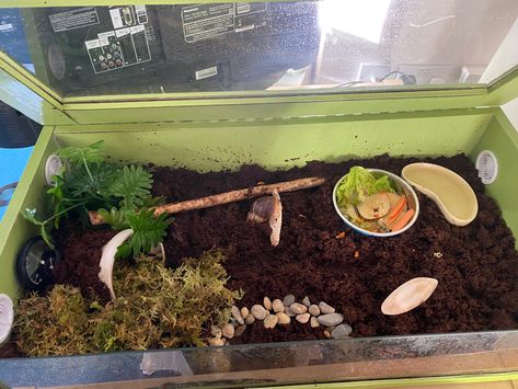 Giant African Land Snails Tank, Pet Snail Terrarium, African Snail, Snail Farming, Giant African Land Snails, Snail Tank, Pet Snails, Snails In Garden, Beautiful Terrariums