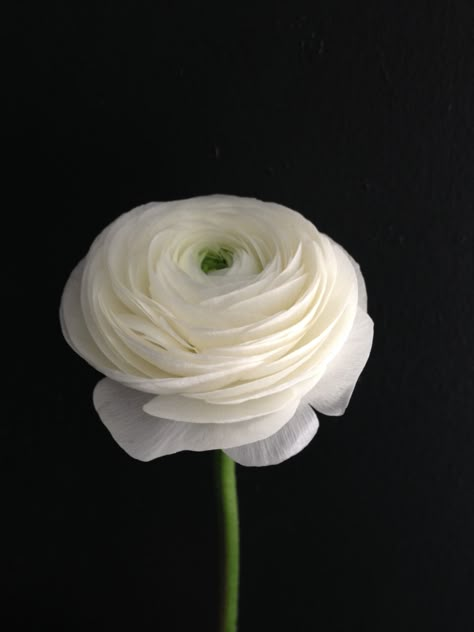 Ranunculus Ranculus Flowers Tattoo, Ranculus Flowers, Ranunculus Flower, Ranunculus Tattoo, White Ranunculus, Ranunculus Flowers, Hybrid Tea Roses, White Gardens, Deco Floral