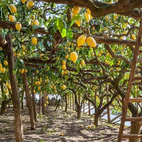 Amalfi Coast Lemon PGI Lemons Amalfi Coast, Amalfi Coast Lemon Trees, Lemon Tree Italy, Amalfi Coast Architecture, Boat Amalfi Coast, Lemon Grove, Ancient Village, Natural Forms, Positano