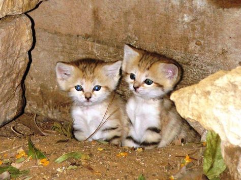 Sand Cats, Sand Cat, Kitten Images, Baby Kittens, Bengal Cat, Cat Care, Beautiful Cats, 귀여운 동물, Cat Pics