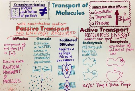 Active Transport Biology, Teaching Biology Activities, Biology Doodles, Biology Activities, Biology Lesson Plans, Active Transport, Biology Activity, Cell Transport, Biology Classroom