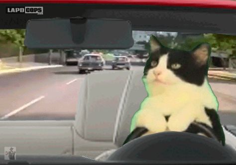 F*ck the Police Bad Cats, Funny Cat Videos, All About Cats, Cat Gif, Images Gif, Animal Gifs, Cat Pics, Cool Cats, Kittens Cutest