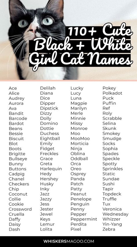 110+ Cute Black and White Cat Names for Girl Cats - From Checkers, Oreo, and Magpie, to Moo, Pepper, and Panda, check out over 110 cute black and white cat names for girl cats right here! Cat Names For White Cats, Name For Black Cat, Wcue Names Ideas, Names For Girl Cats, Pet Names For Cats, Black And White Cat Names, Cat Names Boy, Cat Names Girl, Cat Names List