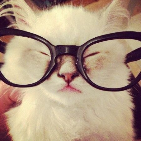 트위터 헤더, Silly Cats Pictures, Cute Cats Photos, Cat Icon, Wearing Glasses, Silly Animals, Silly Cats, Pretty Cats, Cute Little Animals