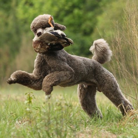 Poodle Hunting, Chocolate Poodle, Dog Dye, Poodle Cuts, Dog Aesthetic, Toy Dogs, Standard Poodles, Best In Show, Pretty Dogs