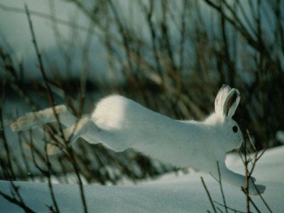 Snowshoe Hare Snow Shoe Hare, Magic Academia, Bunny Burrow, Running In The Snow, Running Rabbit, White Hare, Snowshoe Hare, Shetland Sheepdog Blue Merle, Arctic Hare